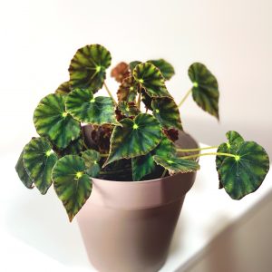 Maranta Kerchoveana – Milagrosa Plantas