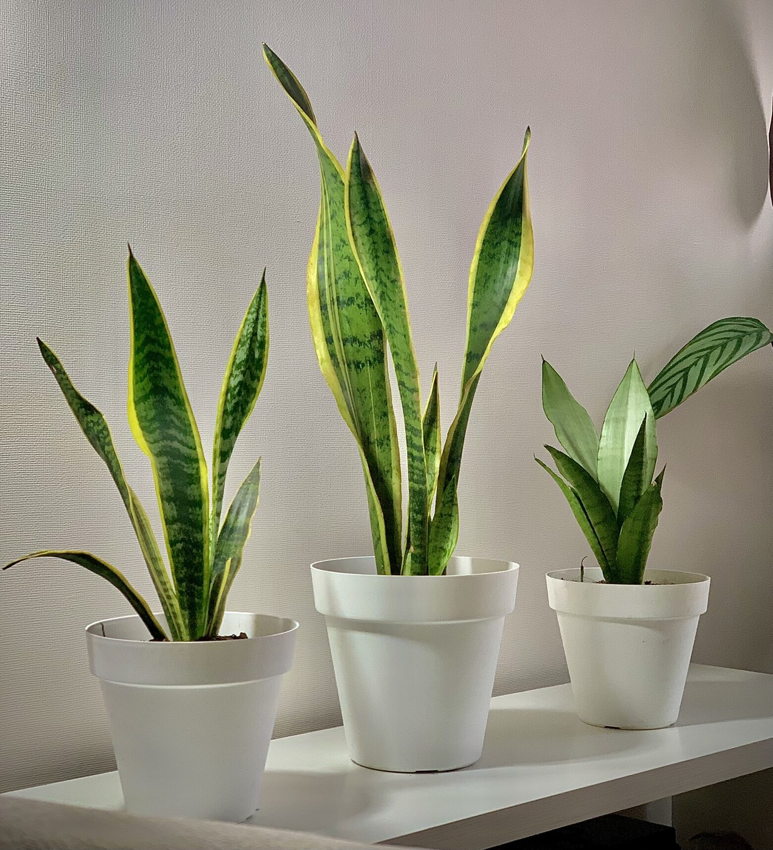 Sansevieria – Milagrosa Plantas